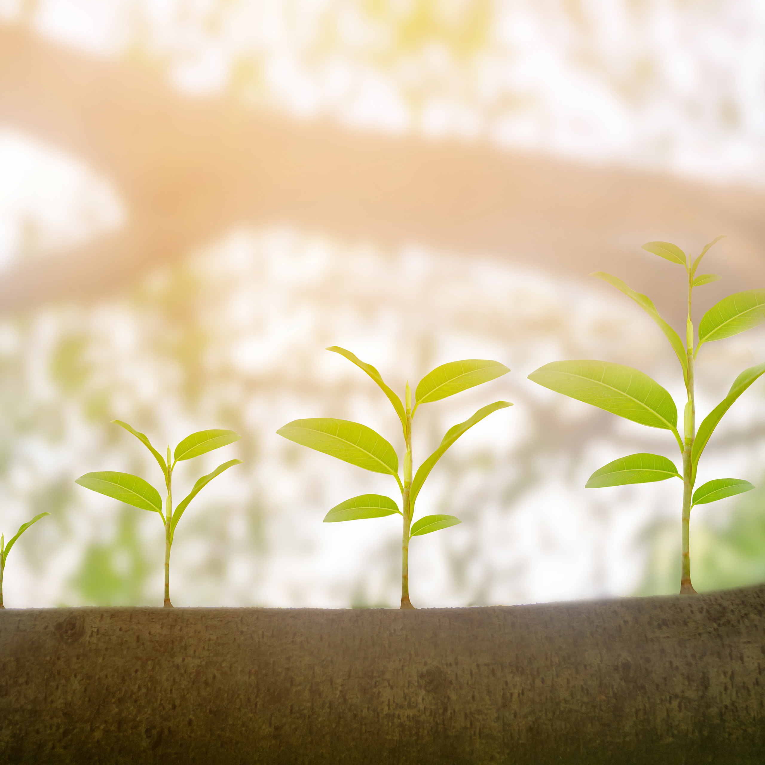 Klein groeiend groen plantje