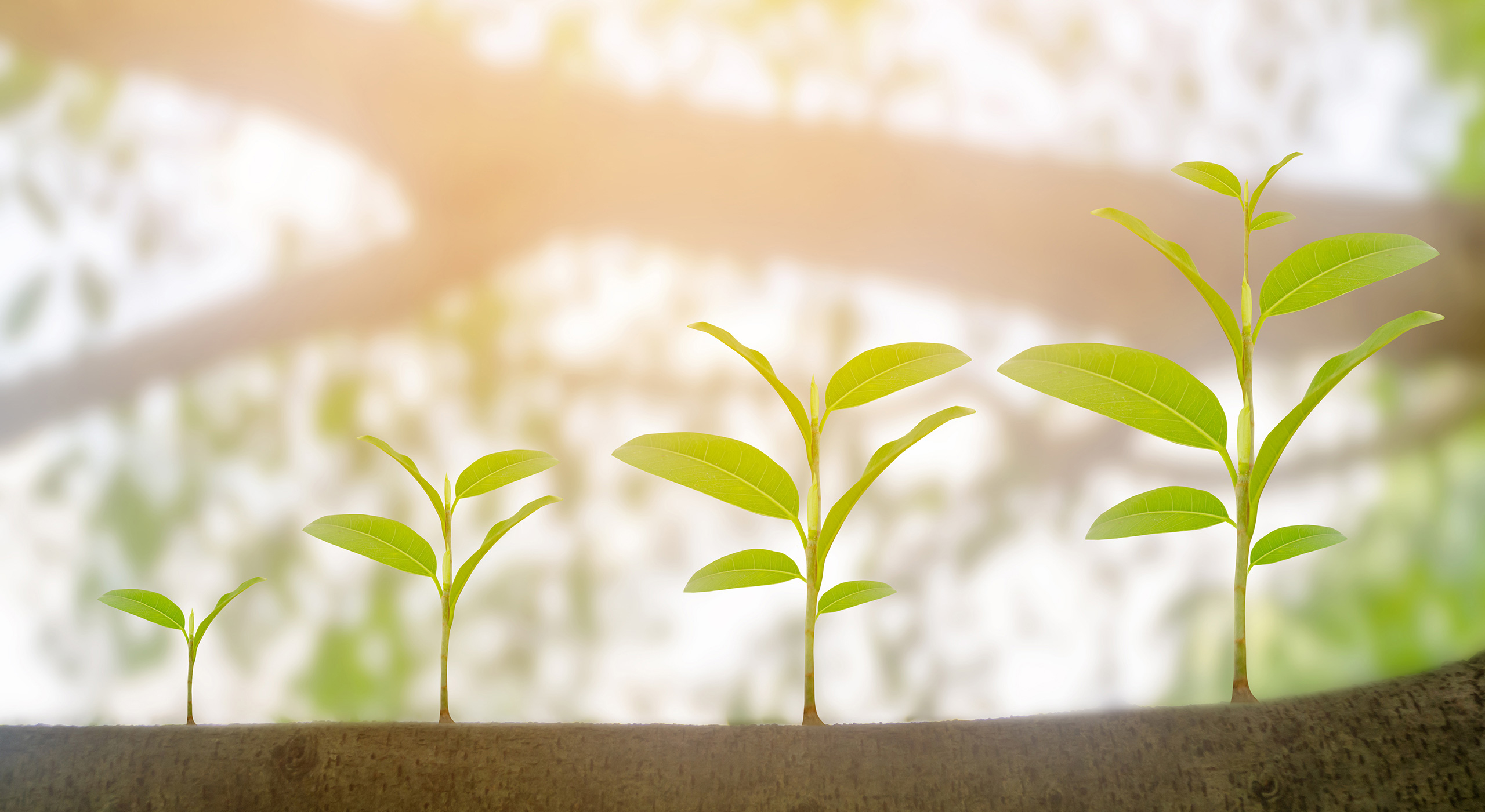 Groeiend groen plantje